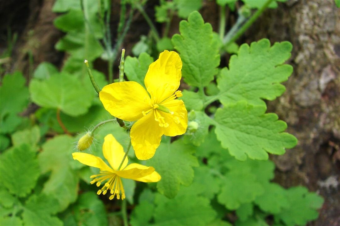 Celandine belarra - oinetako onddoen aurkako herri erremedio eraginkorra